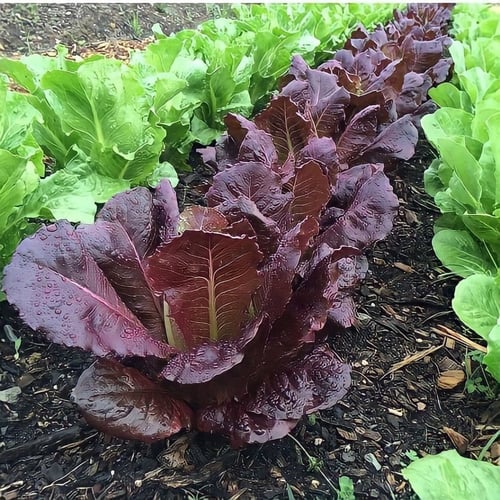 بذور الخس الأحمر سوبر رومين الروماني