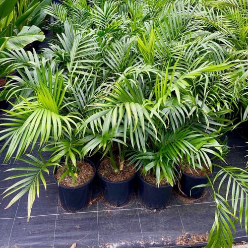 جملة 200 بذرة نخيل شاميدوريا