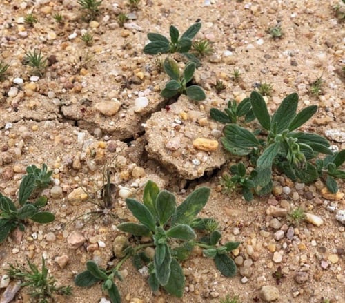 بذور الرقروق المغذية لفطر الكمأة أو الفقع