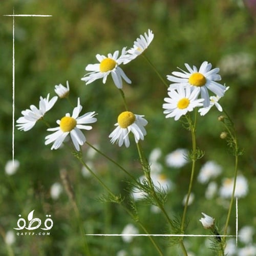 بذور البابونج