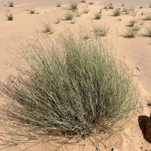 بذور شجيرة الثمام . عشب الصحراء