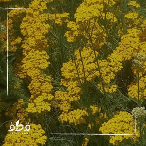 بذور ذفراء - ضفراء- ثفراء