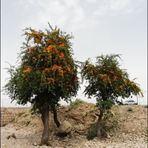 بذور شجرة الفرفارة