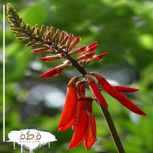 ‫بذور شجيرة ارثرينا