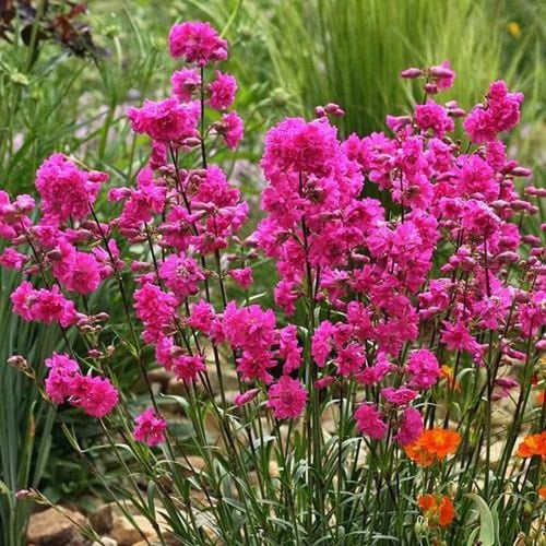 بذور زهرة فيسكاريا