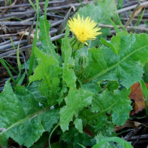 بذور زهرة العضيد البرية أو العضيض