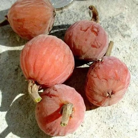 بذور شجرة الجميز المثمرة