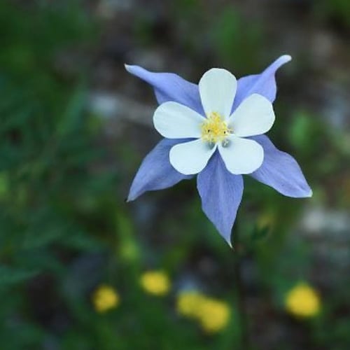 بذور زهرة السماء الزرقاء