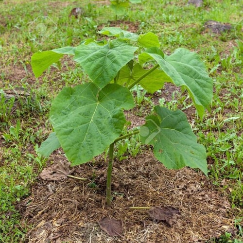 بذور شجرة الاميرة الباولونيا