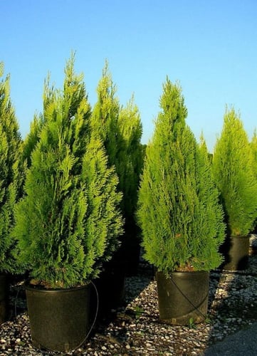 جملة 500 بذرة من شجرة الثويا