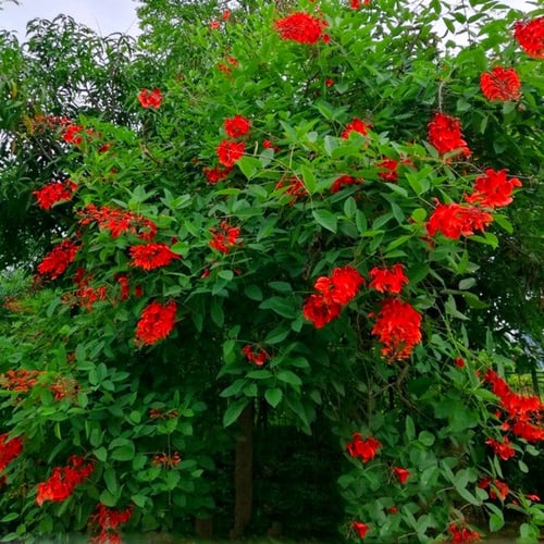 ‫بذور شجيرة ارثرينا