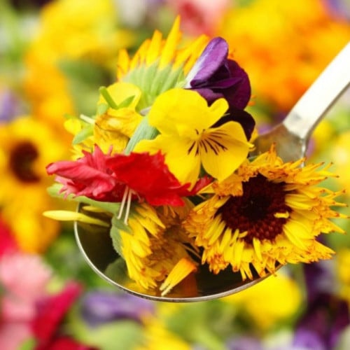 مجموعة بذور أزهار صالحة للأكل