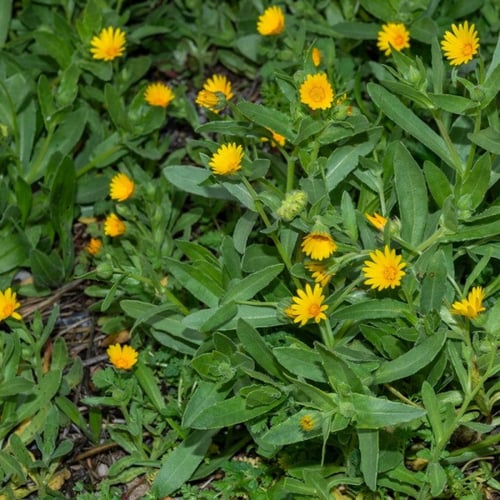 بذور الحنوة البرية