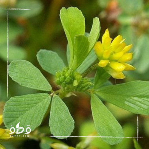 بذور عشبة النفل البري المداد