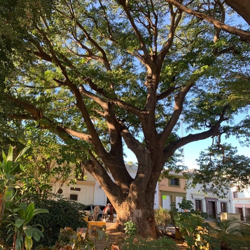 بذور شجرة انترلوبيوم