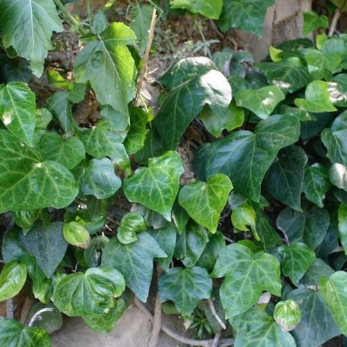 بذور متسلقة اللبلاب