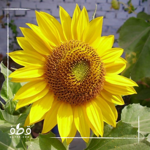بذور دوار الشمس الاصفر البلدي
