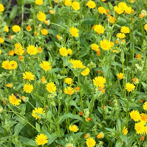 بذور الحنوة البرية