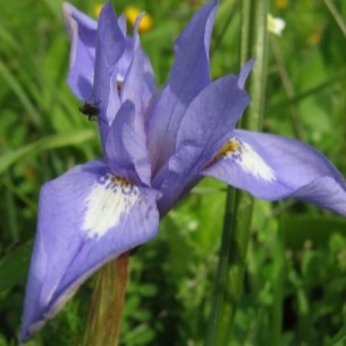 بذور سوسن البرية عنصل الصحراء