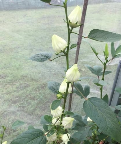 جملة بذور نبات الكركديه غجر ابيض