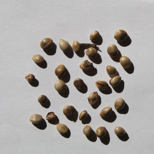 بذور فاكهة تشي