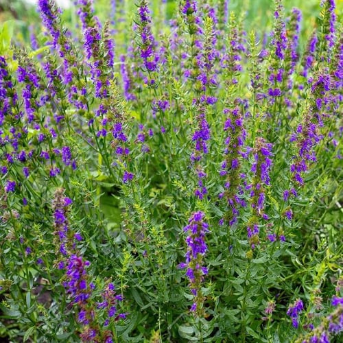 جملة 1000 بذرة من عشبة زوفا للاكل