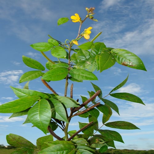 بذور كاسيا اوكدنتاليس سنا القهوة