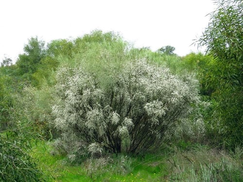 جملة 400 بذرة من شجيرة الرتم