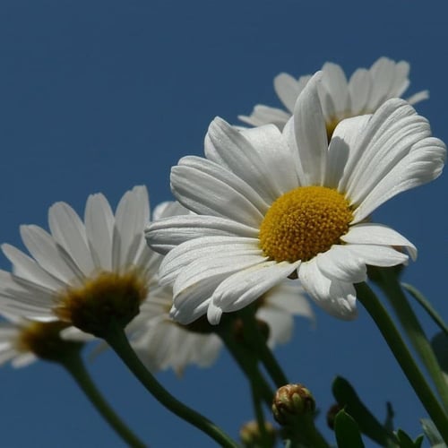 جملة 500 بذرة من زهرة مارجريت . أقحوان الكناري - A...