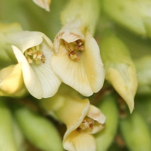 بذور شجرة السرسوع