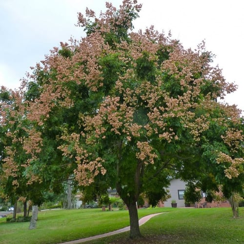 بذور شجرة المطر الذهبية كليروتاريا