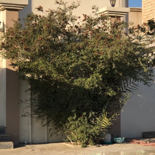 بذور شجرة الحناء