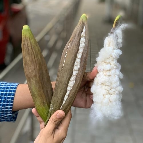 بذور شجرة القطن الكابوك