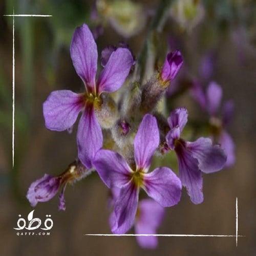 جملة 200 بذرة من الخزامى البرية