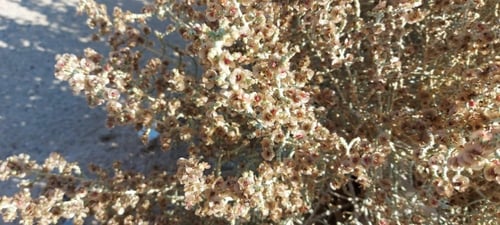 بذور عشبة العجرم