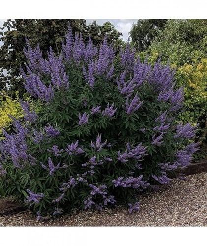 جملة 500 بذرة من شجرة كف مريم