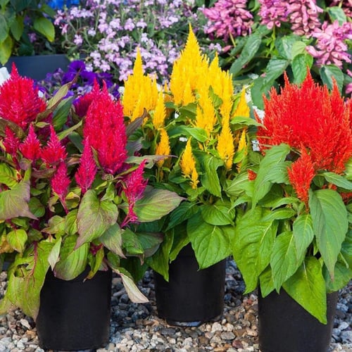 جملة 2000 بذرة من سيلوسيا بلوموس مكس