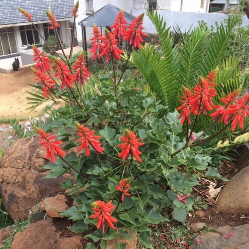 ‫بذور شجيرة ارثرينا