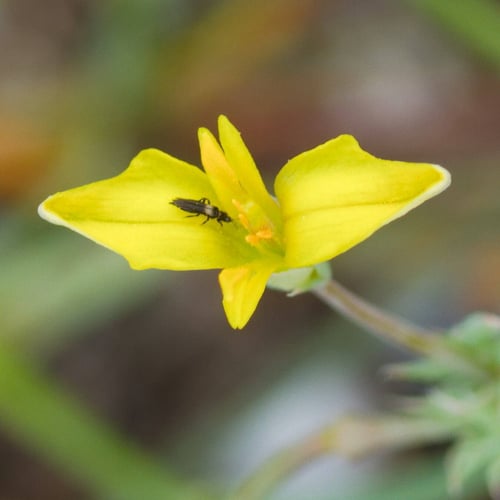 بذور الابلم البرية