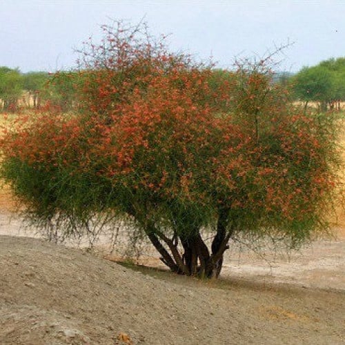 بذور شجرة تنضب النادرة