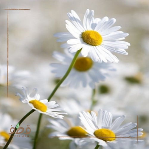 بذور الاقحوان البري قحويان النفود