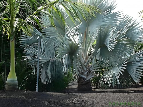 بذور نخيل البسمارك الفضية