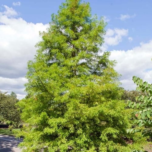 بذور شجرة تاكسوديوم