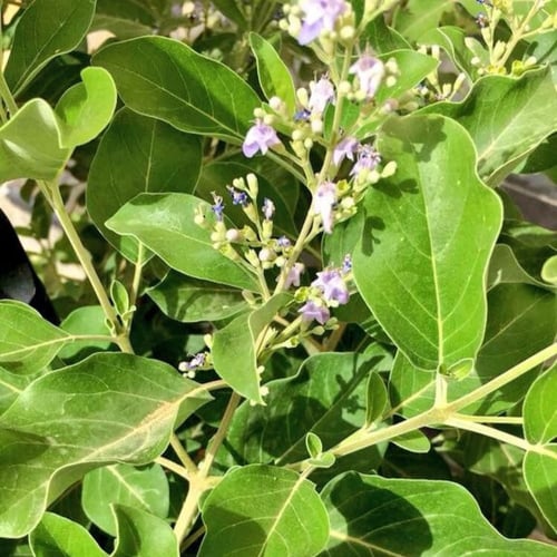 بذرة شجرة الوايتكس