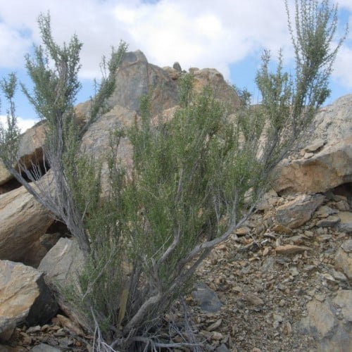 بذور شجرة السيداف البري