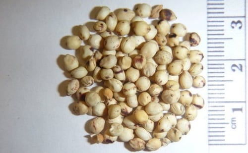 بذور الذرة البيضاء