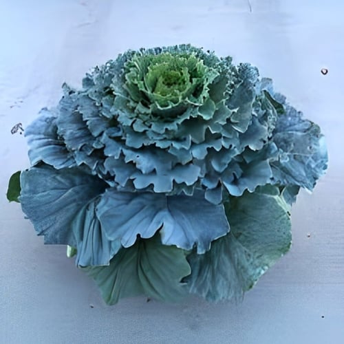 بذور ملفوف الزهور للزينة