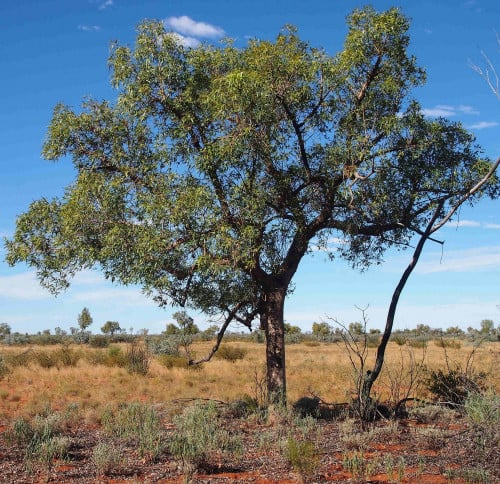 بذور شجرة استركوليا . رجل البطة