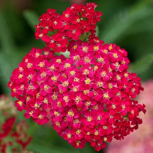 بذور زهور يارو الاحمر العطري