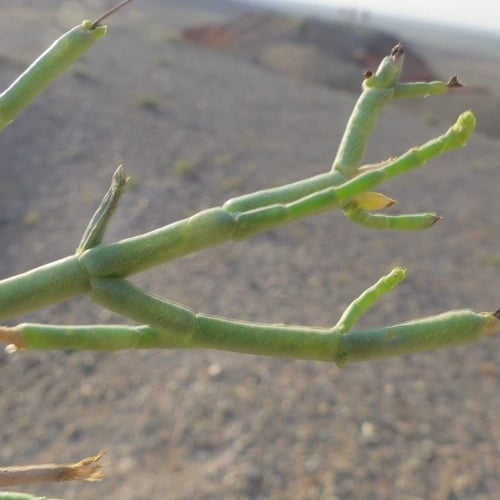 جملة 1000 بذرة من شجرة الغضا